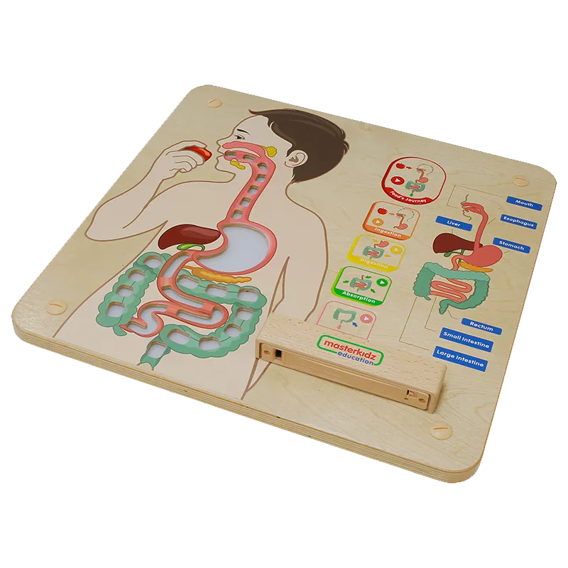 Digestive System Learning Board Play Teaching Aid