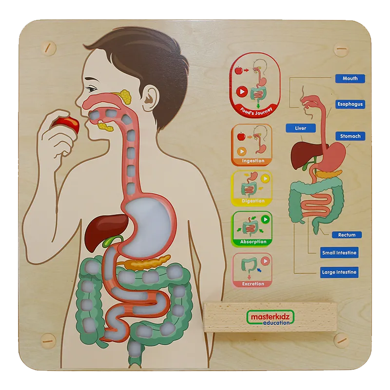 Digestive System Learning Board Play Teaching Aid