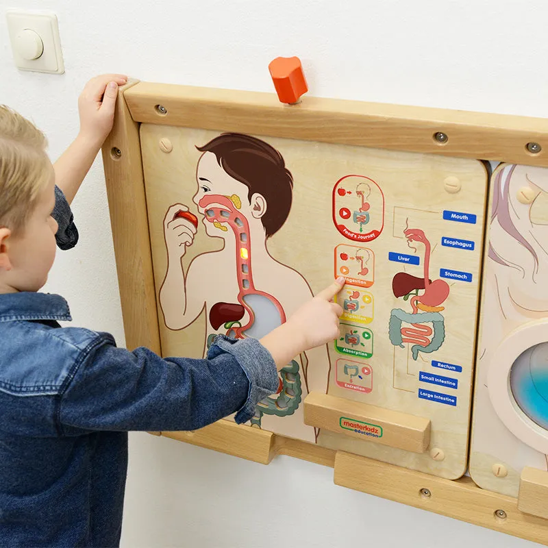 Digestive System Learning Board Play Teaching Aid