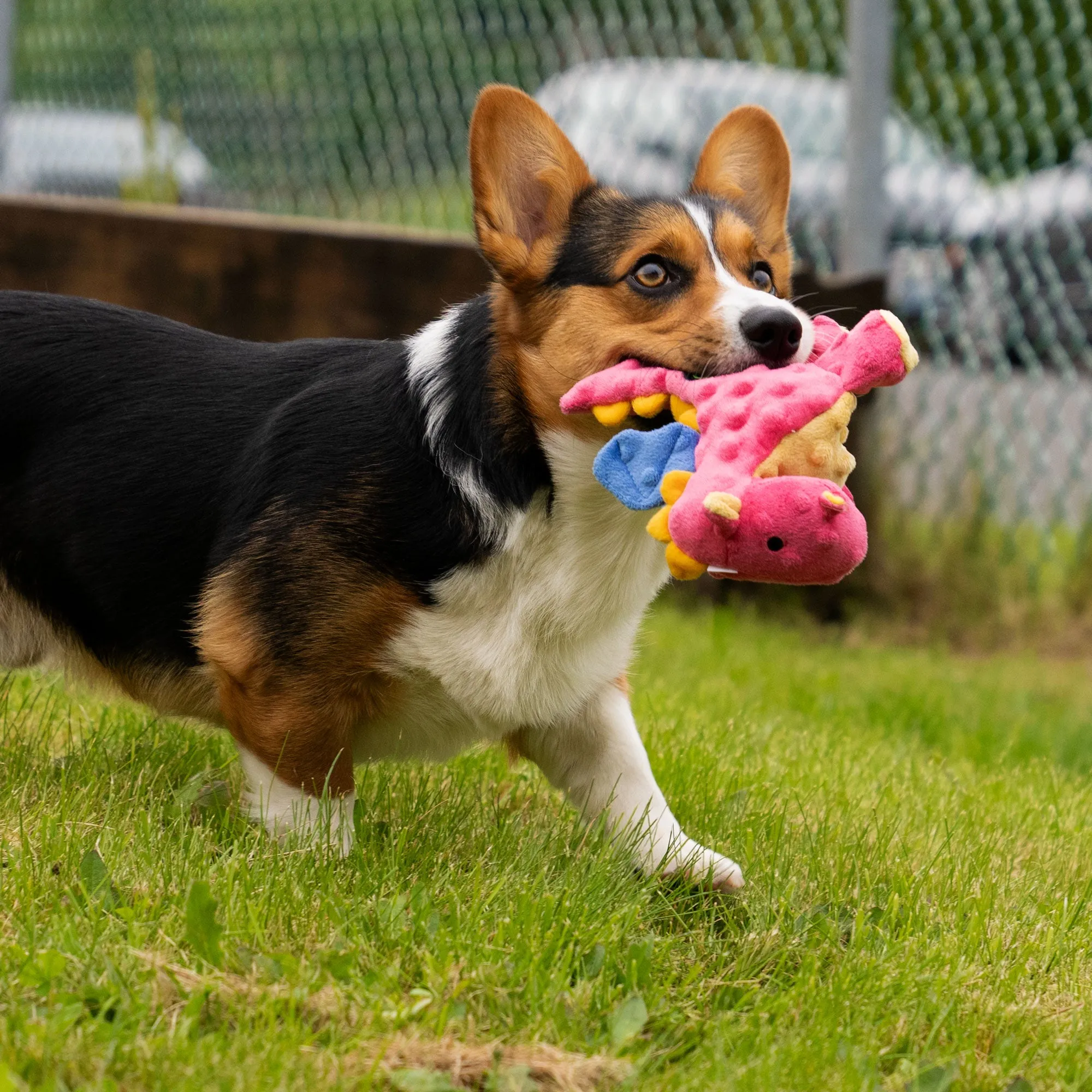 goDog - Dragons Squeaker Plush Pet Dog Toy