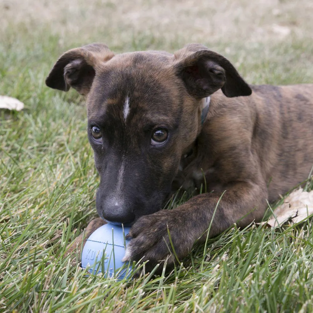 KONG® Puppy Ball